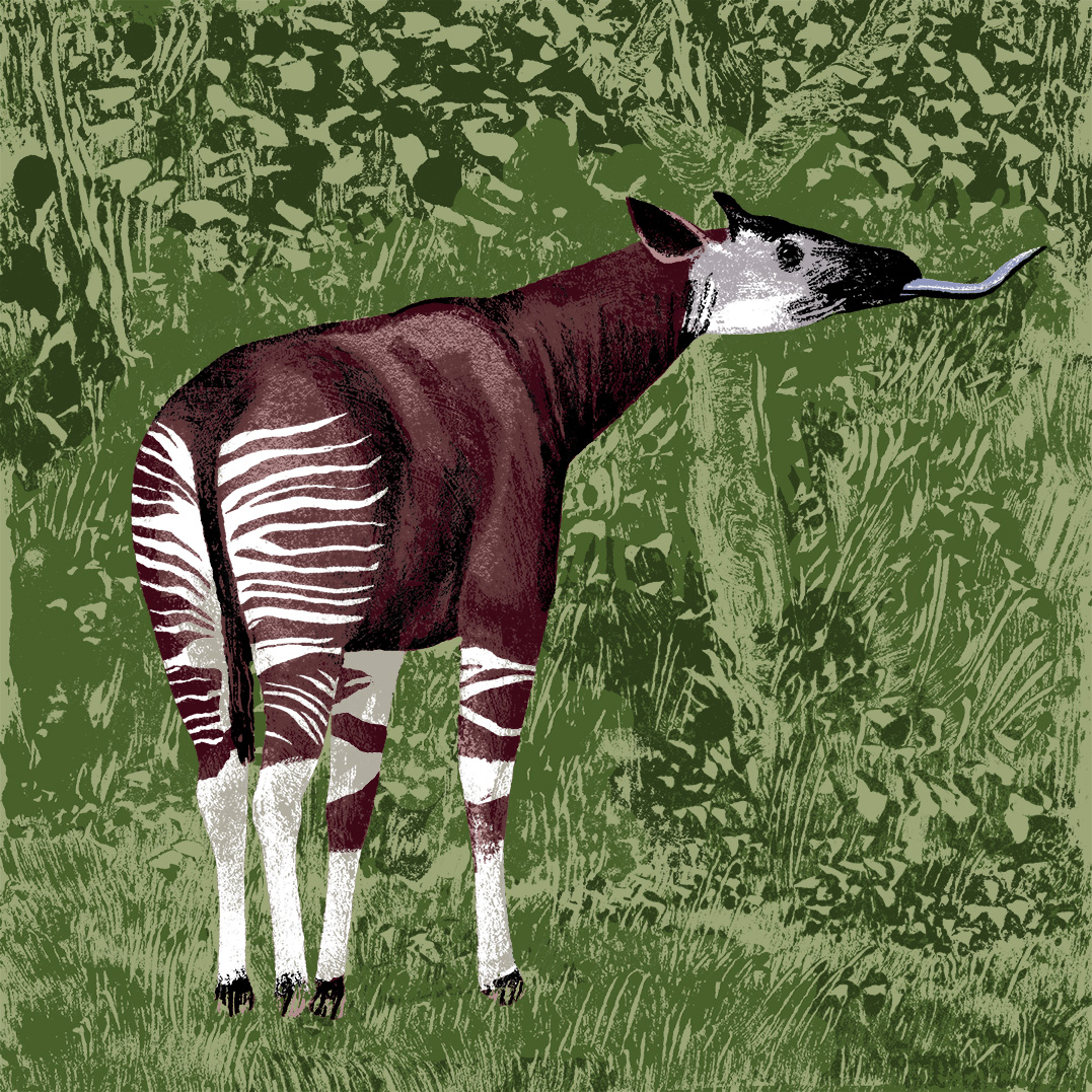 okapi parc animalier de Branféré