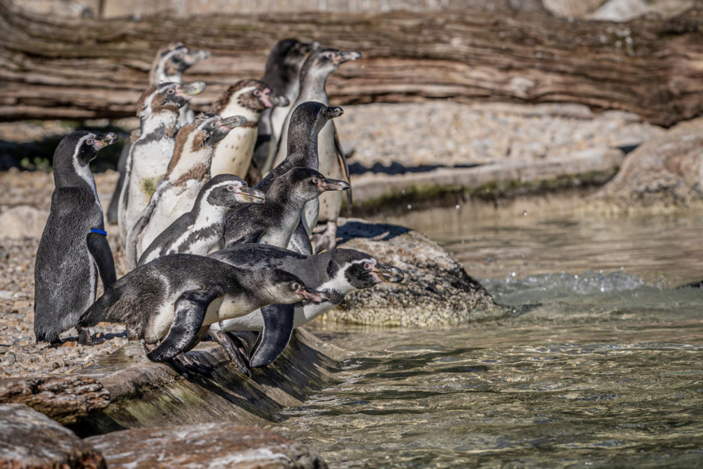 concours photo branfere 2023 - groupes d'animaux